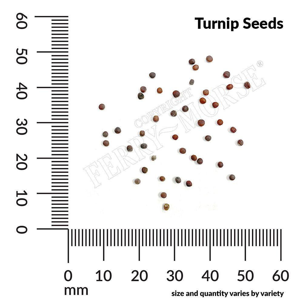 Turnip, Seven Top Organic Seeds, 3.5g